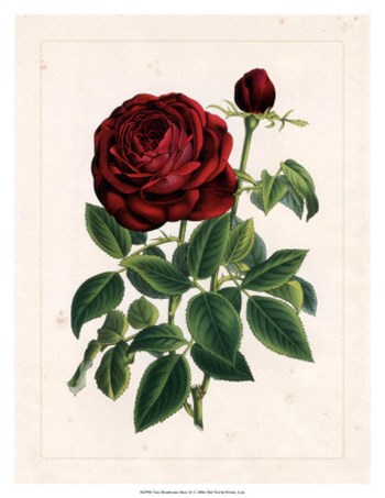 Van Houtteano Rose II art print