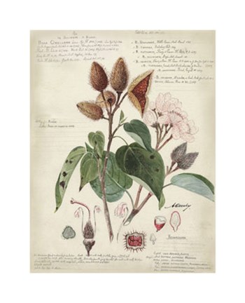 Botanical V by Alexandre Descubes art print