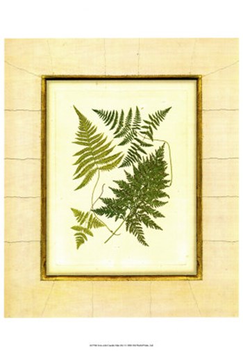 Fern with Crackle Mat  I by Samuel Curtis art print
