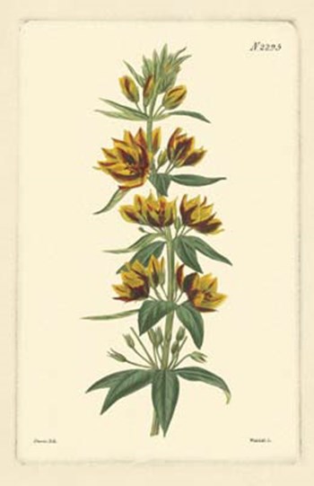 Yellow Curtis Botanical IV by Vision Studio art print