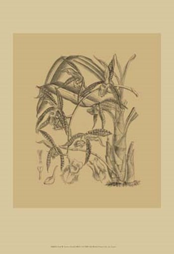 Orchid on Khaki(WG) I by Samuel Curtis art print