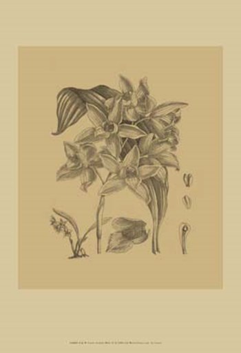 Orchid on Khaki(WG) IV by Samuel Curtis art print