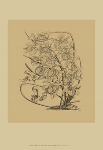 Orchid on Khaki(WG) VI by Samuel Curtis art print