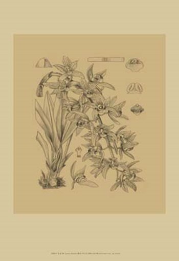 Orchid on Khaki(WG) VII by Samuel Curtis art print
