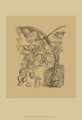 Orchid on Khaki(WG) VIII by Samuel Curtis art print