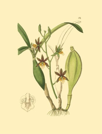 Orchids I by Kenneth Ridgeway art print