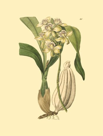 Orchids II by Kenneth Ridgeway art print