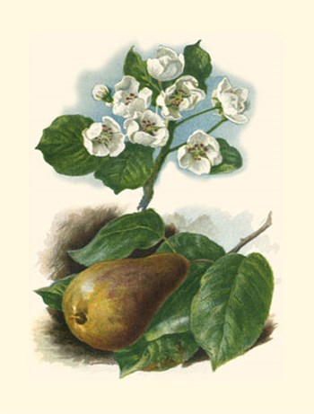 Pear Blosom by Vision Studio art print