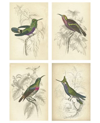 Jardini Hummingbirds art print