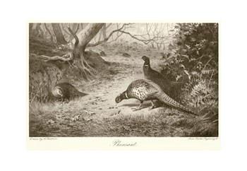 Pheasant by Archibald Thorburn art print