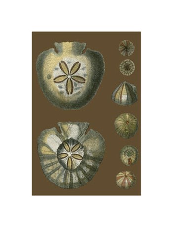Shells on Cocoa II art print