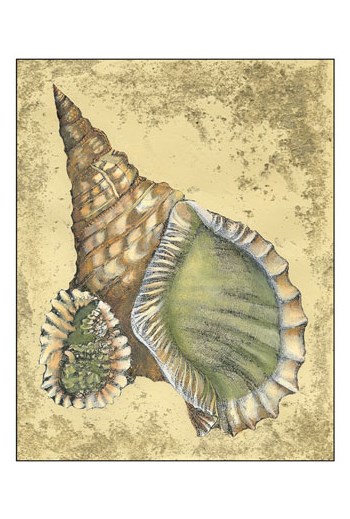 Sand and Shells I by Vision Studio art print