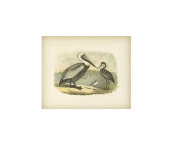 Brown Pelican by Jacob Studer art print