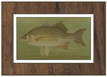 White or Silver Bass by Harris art print