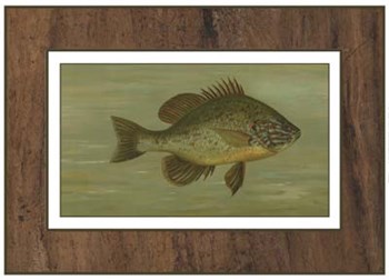 Common Sunfish by Harris art print