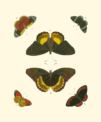 Butterfly Study I by Pieter Cramer art print