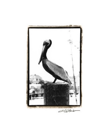 Pelican Perch by Laura Denardo art print