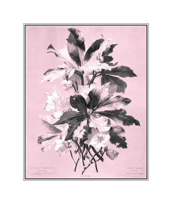 Ellebore on Pink by Dussurgey art print