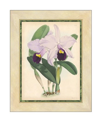 Orchid IV by Walter H. Fitch art print