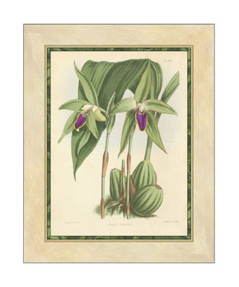 Orchid VI by Walter H. Fitch art print