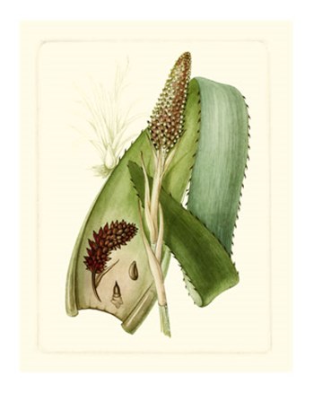 Exotic Flora I by Vision Studio art print