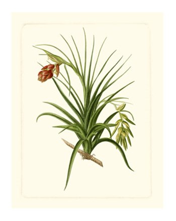 Exotic Flora III by Vision Studio art print