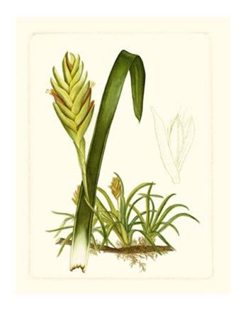 Exotic Flora IV by Vision Studio art print
