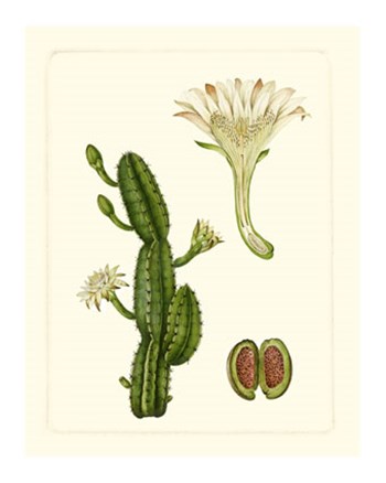 Exotic Flora V by Vision Studio art print