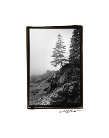 Lone Tree by Laura Denardo art print