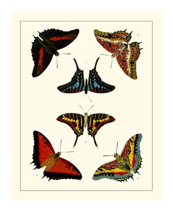 Butterflies II by Pieter Cramer art print