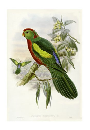 Parrots II by John Gould art print