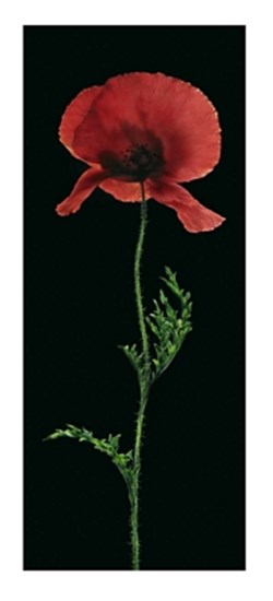 Poppy by Andrea Fontana art print