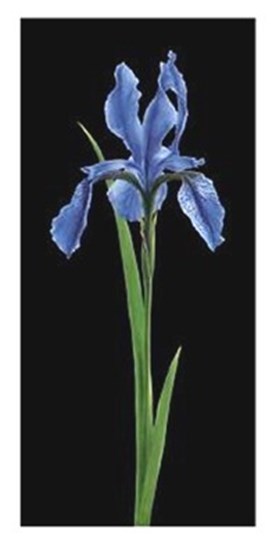 Iris by Andrea Fontana art print