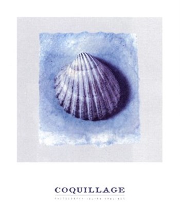 Coquillage by Julyan Rawlings art print