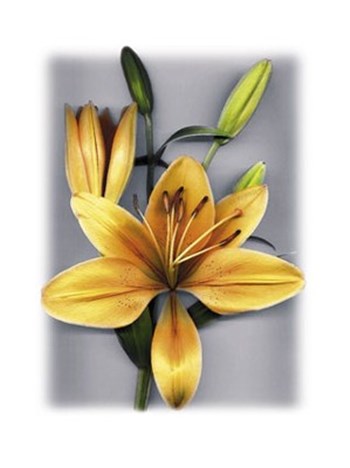 Yellow Lily by Bruce Brown art print