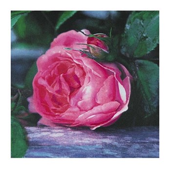 The Rose by Jenny Dreifuss art print