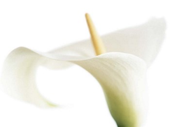 Calla on White by Den Reader art print