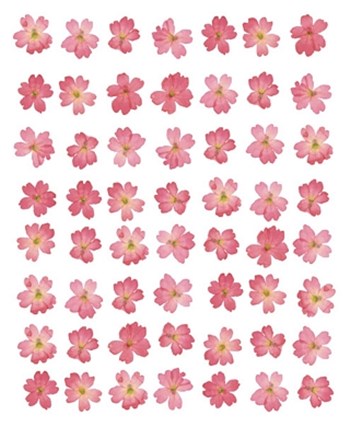 Eight Lines of Pink Flowers by Tasmin Phoenix art print