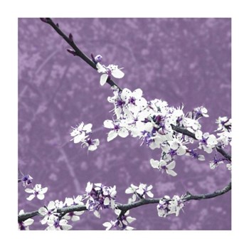 Blossom in Lilac by Gail Mckenzie art print