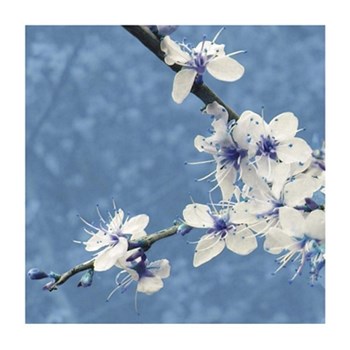 Blossom in Blue by Gail Mckenzie art print