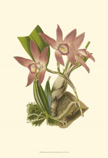 Blushing Orchids I by Francois Van Houtte art print