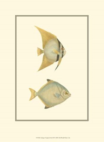 Antique Tropical Fish III by Vision Studio art print