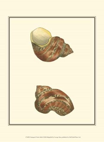 Variegated Turbo Shells by George Shaw art print