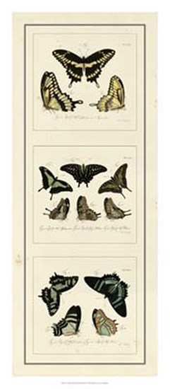 Antique Butterfly Panel II by Jablonsk art print