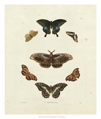 Butterflies III by George Wolfgang Knorr art print