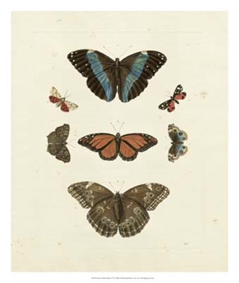 Butterflies IV by George Wolfgang Knorr art print