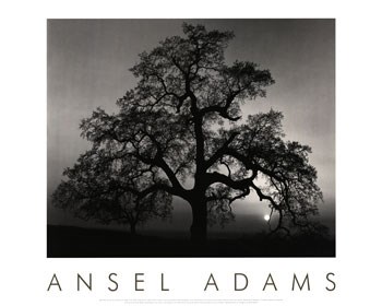 Oak Tree-Sunset City by Ansel Adams art print