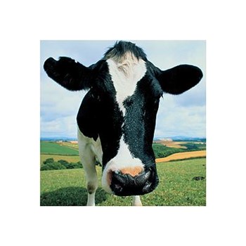 Cow by Peter Cade art print