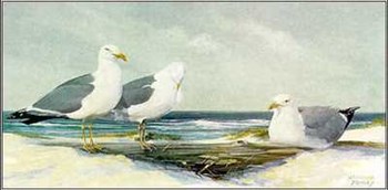 Resting Gulls by Jacqueline Penney art print