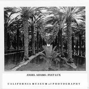 Palm Grove by Ansel Adams art print